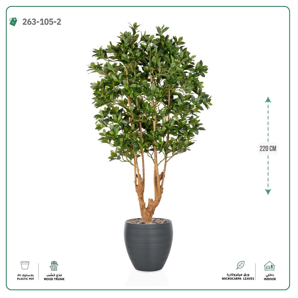 شجرة ميكروكاربا فرعين 220 سم