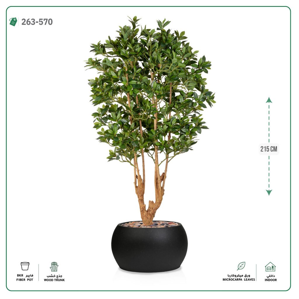 شجرة ميكروكاربا فرعين 215 سم